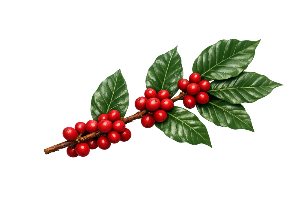 separador rama de cfe