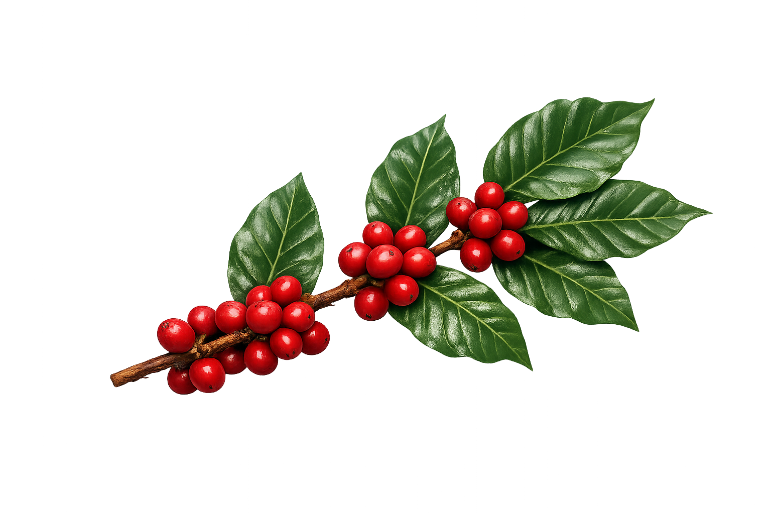 separador rama de cfe